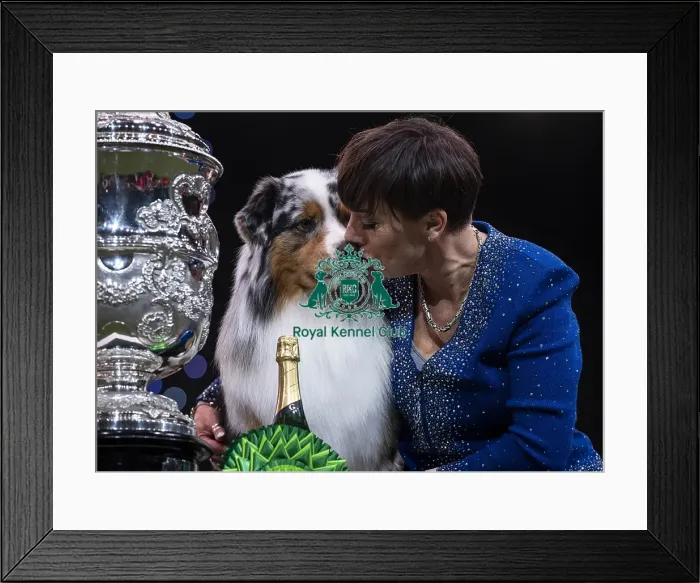 Framed Print : D-C-D-0-1-9-0 Crufts 2024 NEC Birmingham Terrier Framed Print : D-C-D-0-1-9-0 Crufts 2024 NEC Birmingham Terrier