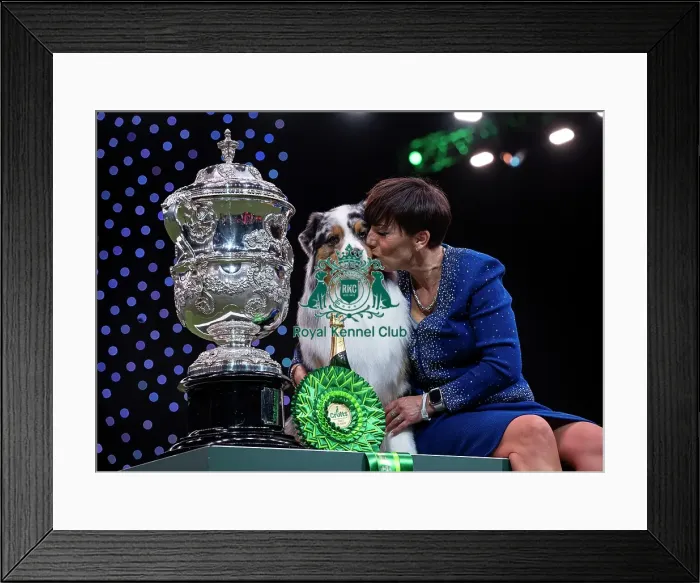 Framed Print : D-C-D-0-1-9-0 Crufts 2024 NEC Birmingham Terrier Framed Print : D-C-D-0-1-9-0 Crufts 2024 NEC Birmingham Terrier