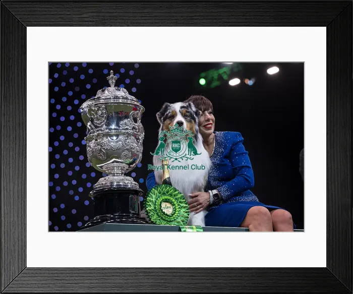 Framed Print : D-C-D-0-1-9-0 Crufts 2024 NEC Birmingham Terrier Framed Print : D-C-D-0-1-9-0 Crufts 2024 NEC Birmingham Terrier