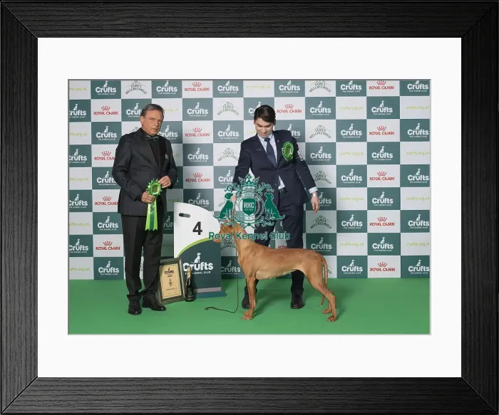 Framed Print : D-C-D-0-1-9-0 Crufts 2024 NEC Birmingham Hound Framed Print : D-C-D-0-1-9-0 Crufts 2024 NEC Birmingham Hound