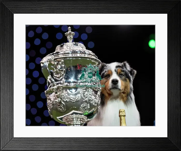 Framed Print : D-C-D-0-1-9-0 Crufts 2024 NEC Birmingham Terrier Framed Print : D-C-D-0-1-9-0 Crufts 2024 NEC Birmingham Terrier