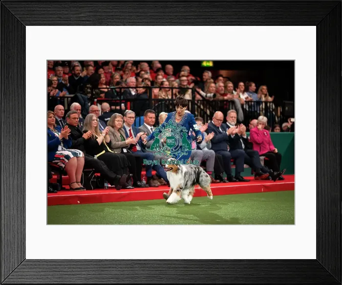 Framed Print : D-C-D-0-1-9-0 Crufts 2024 NEC Birmingham Terrier Framed Print : D-C-D-0-1-9-0 Crufts 2024 NEC Birmingham Terrier