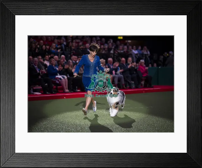 Framed Print : D-C-D-0-1-9-0 Crufts 2024 NEC Birmingham Terrier Framed Print : D-C-D-0-1-9-0 Crufts 2024 NEC Birmingham Terrier