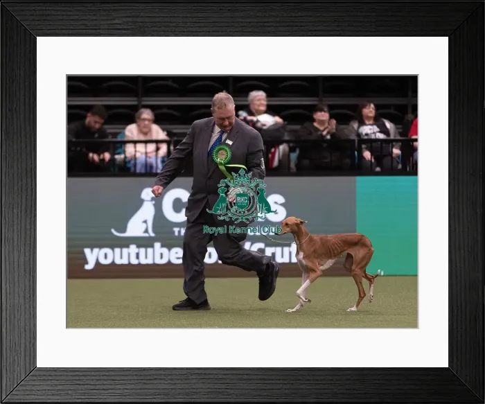 Framed Print : D-C-D-0-1-9-0 Crufts 2024 NEC Birmingham Hound Framed Print : D-C-D-0-1-9-0 Crufts 2024 NEC Birmingham Hound
