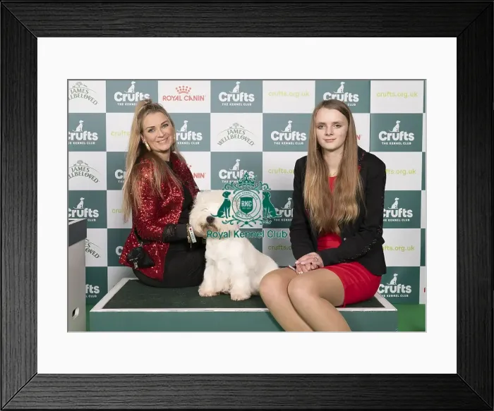 Framed Print : D-C-D-0-1-9-0 Crufts 2024 NEC Birmingham Terrier