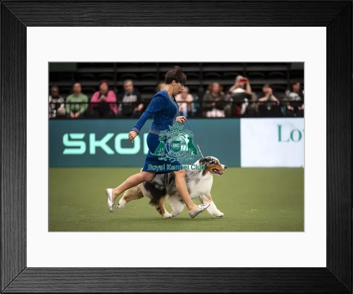 Framed Print : D-C-D-0-1-9-0 Crufts 2024 NEC Birmingham Terrier Framed Print : D-C-D-0-1-9-0 Crufts 2024 NEC Birmingham Terrier