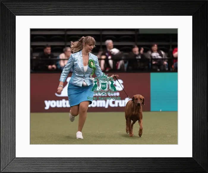 Framed Print : D-C-D-0-1-9-0 Crufts 2024 NEC Birmingham Hound Framed Print : D-C-D-0-1-9-0 Crufts 2024 NEC Birmingham Hound