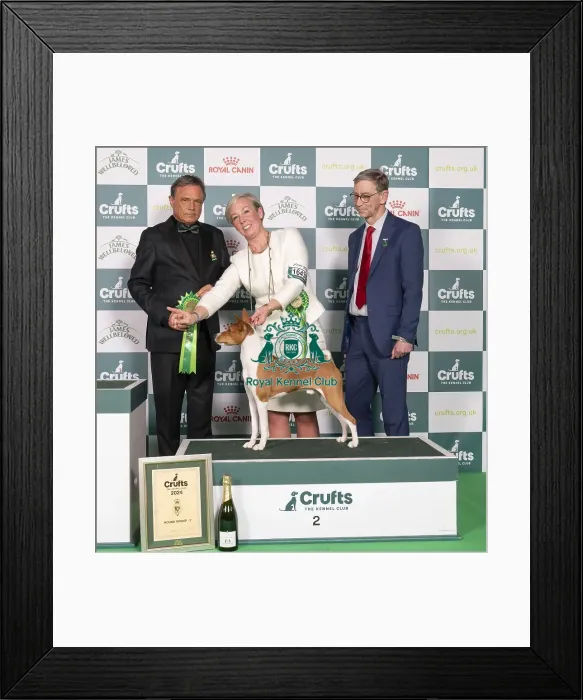 Framed Print : D-C-D-0-1-9-0 Crufts 2024 NEC Birmingham Hound