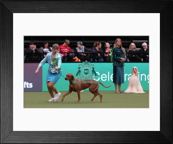 Framed Print : D-C-D-0-1-9-0 Crufts 2024 NEC Birmingham Hound Framed Print : D-C-D-0-1-9-0 Crufts 2024 NEC Birmingham Hound