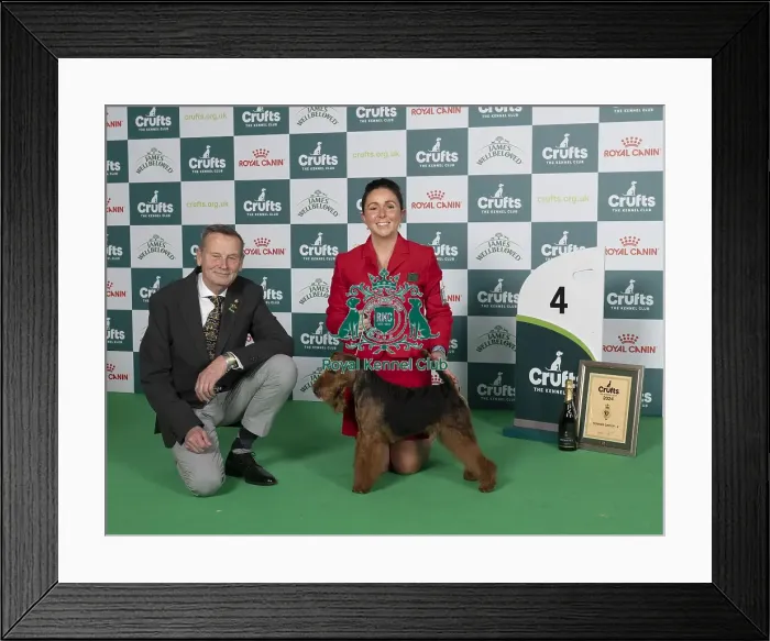 Framed Print : D-C-D-0-1-9-0 Crufts 2024 NEC Birmingham Terrier Framed Print : D-C-D-0-1-9-0 Crufts 2024 NEC Birmingham Terrier