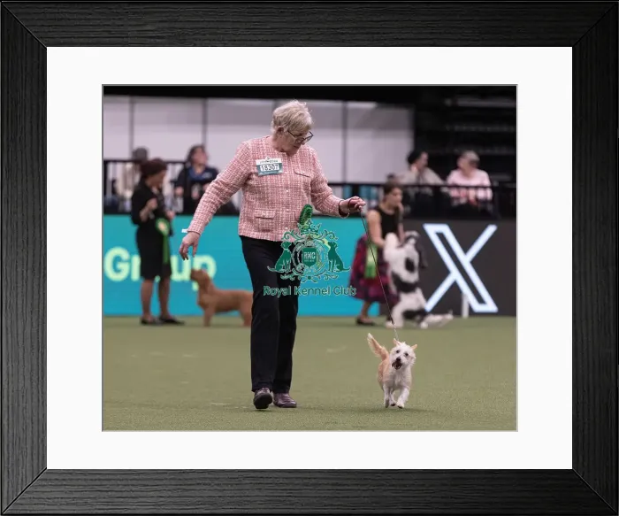 Framed Print : D-C-D-0-1-9-0 Crufts 2024 NEC Birmingham Hound Framed Print : D-C-D-0-1-9-0 Crufts 2024 NEC Birmingham Hound