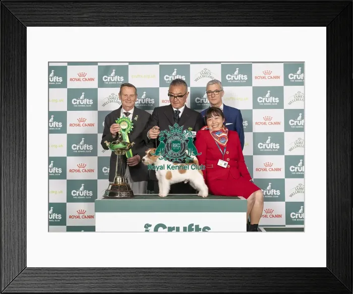 Framed Print : D-C-D-0-1-9-0 Crufts 2024 NEC Birmingham Terrier Framed Print : D-C-D-0-1-9-0 Crufts 2024 NEC Birmingham Terrier