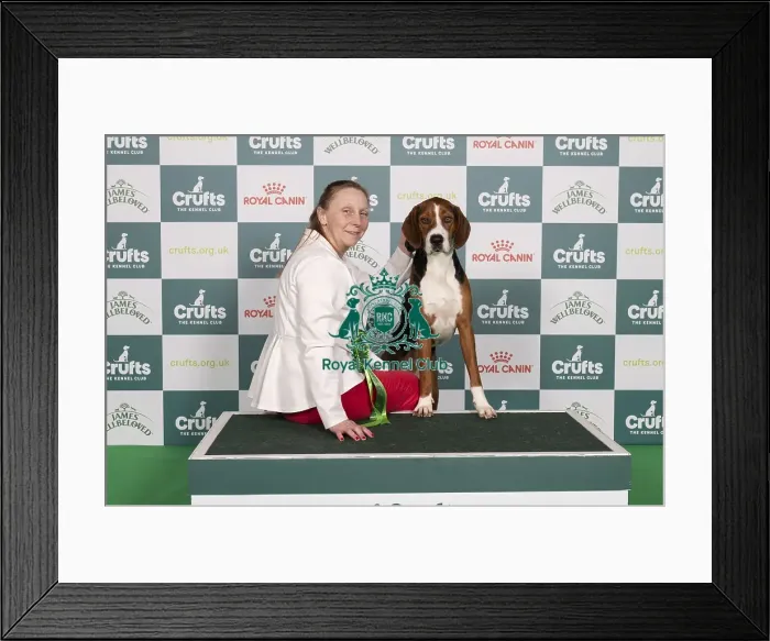 Framed Print : D-C-D-0-1-9-0 Crufts 2024 NEC Birmingham Hound Framed Print : D-C-D-0-1-9-0 Crufts 2024 NEC Birmingham Hound