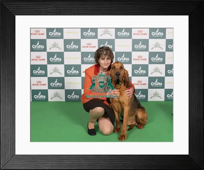 Framed Print : D-C-D-0-1-9-0 Crufts 2024 NEC Birmingham Hound