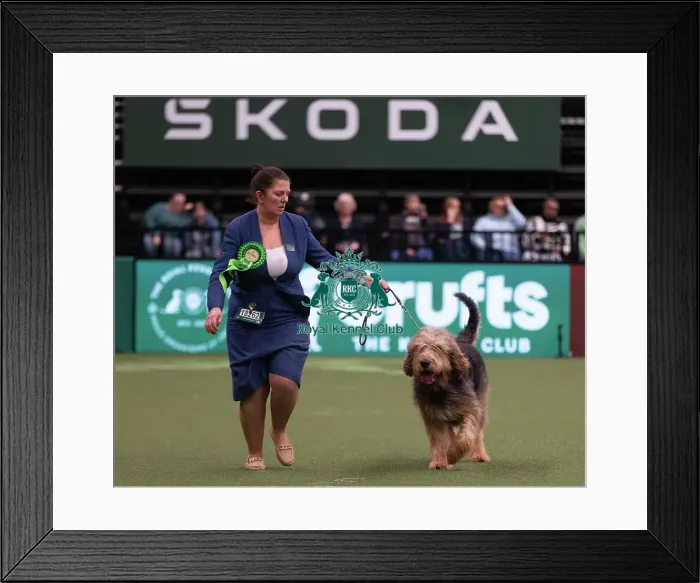 Framed Print : D-C-D-0-1-9-0 Crufts 2024 NEC Birmingham Hound Framed Print : D-C-D-0-1-9-0 Crufts 2024 NEC Birmingham Hound