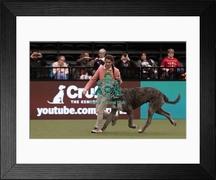 Framed Print : D-C-D-0-1-9-0 Crufts 2024 NEC Birmingham Hound Framed Print : D-C-D-0-1-9-0 Crufts 2024 NEC Birmingham Hound
