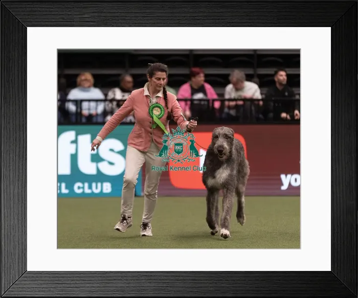 Framed Print : D-C-D-0-1-9-0 Crufts 2024 NEC Birmingham Hound Framed Print : D-C-D-0-1-9-0 Crufts 2024 NEC Birmingham Hound