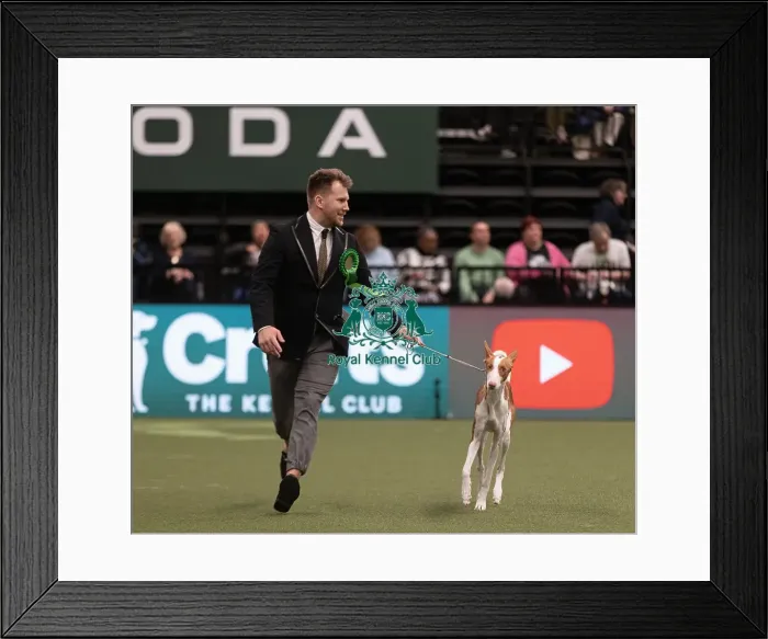 Framed Print : D-C-D-0-1-9-0 Crufts 2024 NEC Birmingham Hound Framed Print : D-C-D-0-1-9-0 Crufts 2024 NEC Birmingham Hound