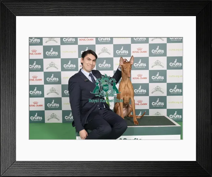 Framed Print : D-C-D-0-1-9-0 Crufts 2024 NEC Birmingham Hound Framed Print : D-C-D-0-1-9-0 Crufts 2024 NEC Birmingham Hound