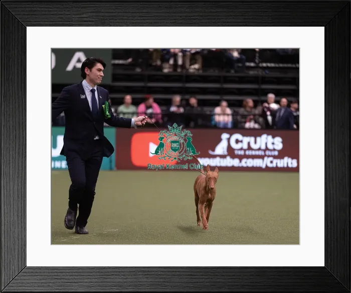 Framed Print : D-C-D-0-1-9-0 Crufts 2024 NEC Birmingham Hound