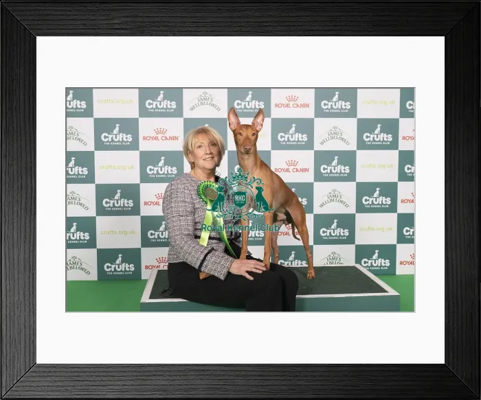 Framed Print : D-C-D-0-1-9-0 Crufts 2024 NEC Birmingham Hound Framed Print : D-C-D-0-1-9-0 Crufts 2024 NEC Birmingham Hound
