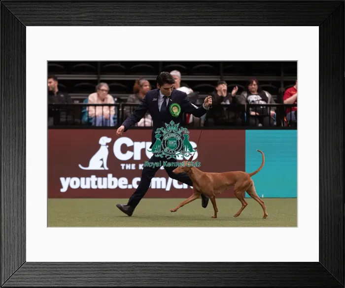 Framed Print : D-C-D-0-1-9-0 Crufts 2024 NEC Birmingham Hound Framed Print : D-C-D-0-1-9-0 Crufts 2024 NEC Birmingham Hound