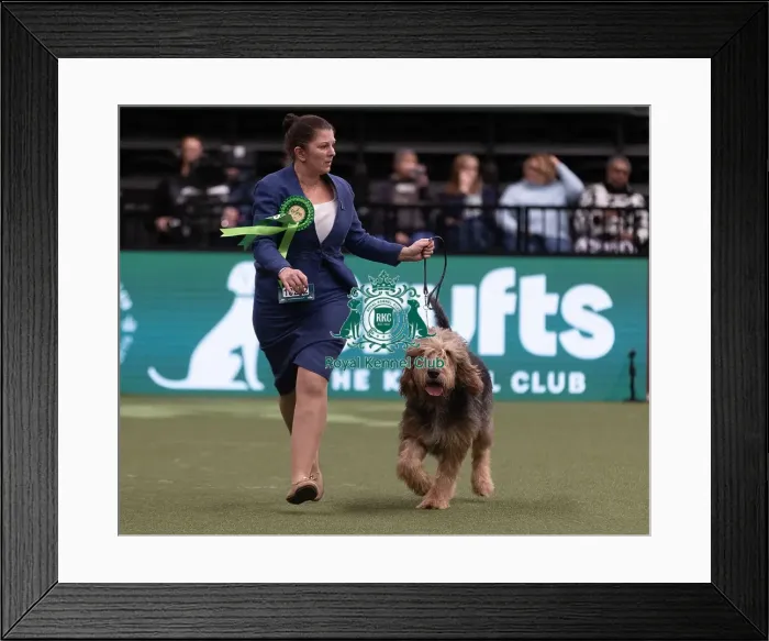 Framed Print : D-C-D-0-1-9-0 Crufts 2024 NEC Birmingham Hound