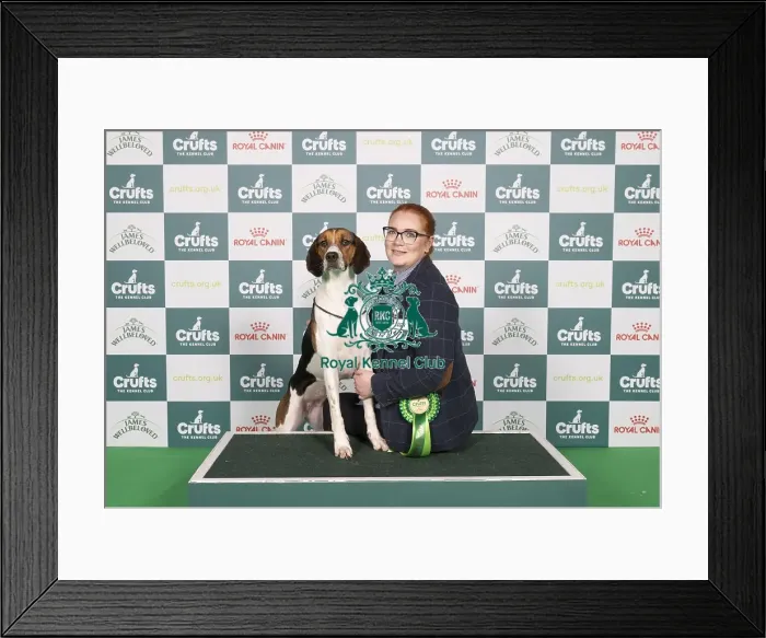 Framed Print : D-C-D-0-1-9-0 Crufts 2024 NEC Birmingham Hound Framed Print : D-C-D-0-1-9-0 Crufts 2024 NEC Birmingham Hound