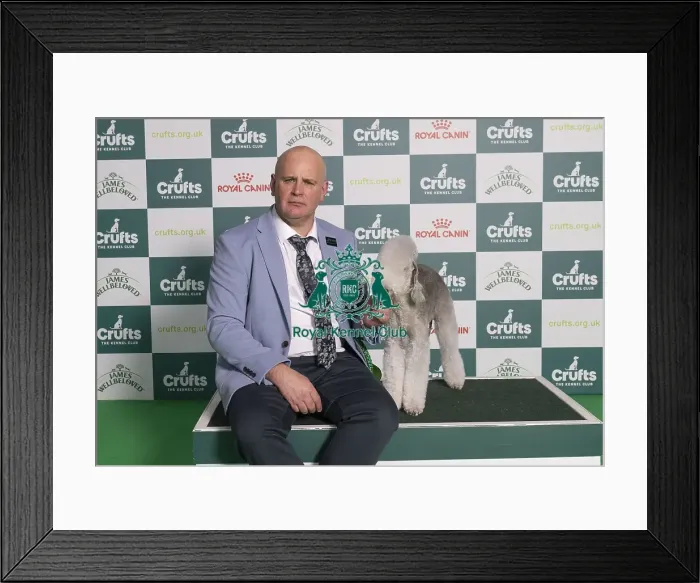 Framed Print : D-C-D-0-1-9-0 Crufts 2024 NEC Birmingham Terrier