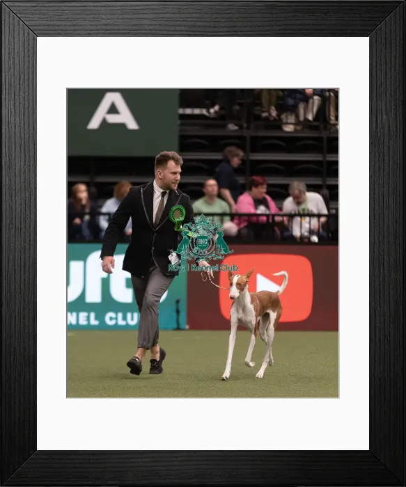 Framed Print : D-C-D-0-1-9-0 Crufts 2024 NEC Birmingham Hound Framed Print : D-C-D-0-1-9-0 Crufts 2024 NEC Birmingham Hound