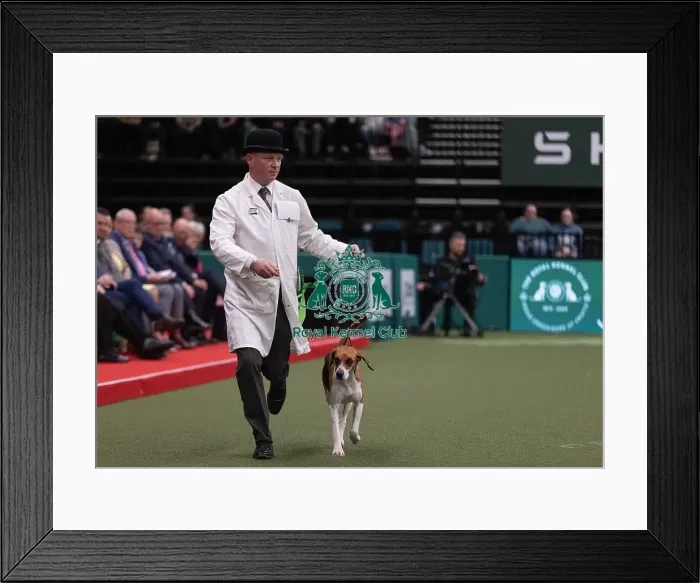 Framed Print : D-C-D-0-1-9-0 Crufts 2024 NEC Birmingham Hound Framed Print : D-C-D-0-1-9-0 Crufts 2024 NEC Birmingham Hound