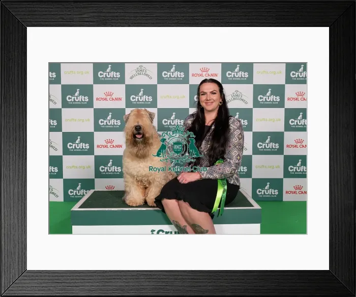 Framed Print : D-C-D-0-1-9-0 Crufts 2024 NEC Birmingham Terrier Framed Print : D-C-D-0-1-9-0 Crufts 2024 NEC Birmingham Terrier