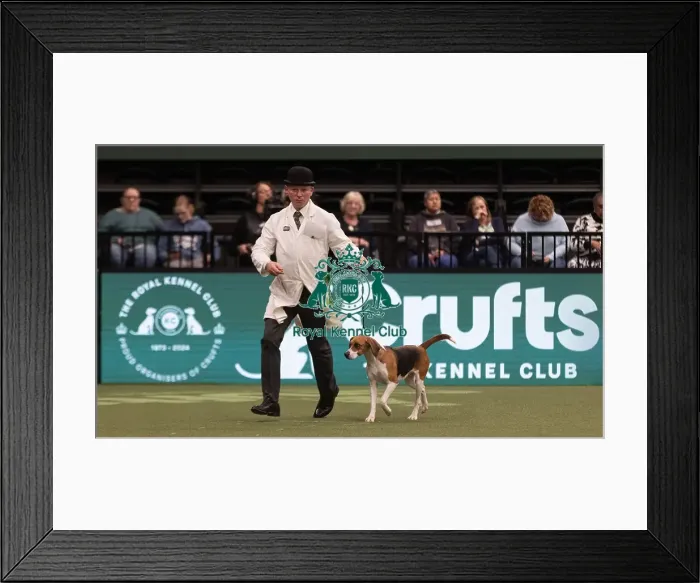 Framed Print : D-C-D-0-1-9-0 Crufts 2024 NEC Birmingham Hound Framed Print : D-C-D-0-1-9-0 Crufts 2024 NEC Birmingham Hound