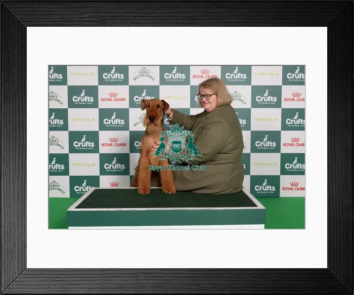 Framed Print : D-C-D-0-1-9-0 Crufts 2024 NEC Birmingham Terrier Framed Print : D-C-D-0-1-9-0 Crufts 2024 NEC Birmingham Terrier