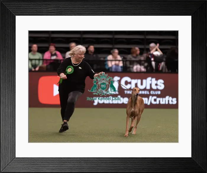Framed Print : D-C-D-0-1-9-0 Crufts 2024 NEC Birmingham Hound