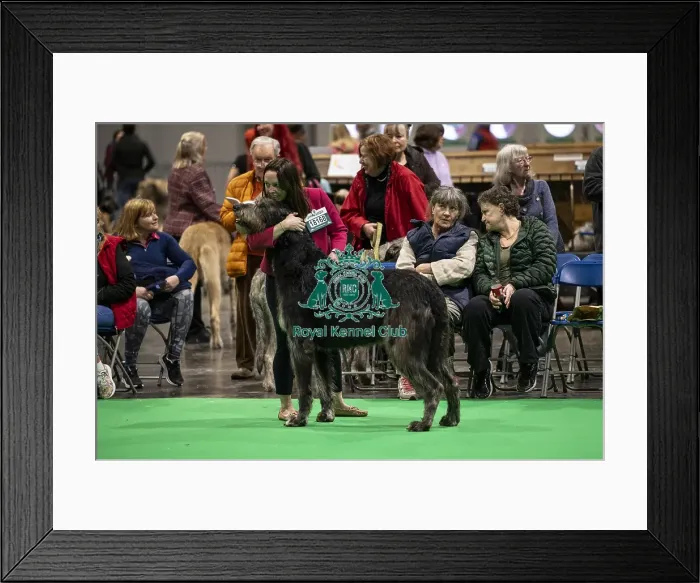 Framed Print : D-C-D-0-1-9-0 Crufts 2024 NEC Birmingham Day 4 Framed Print : D-C-D-0-1-9-0 Crufts 2024 NEC Birmingham Day 4