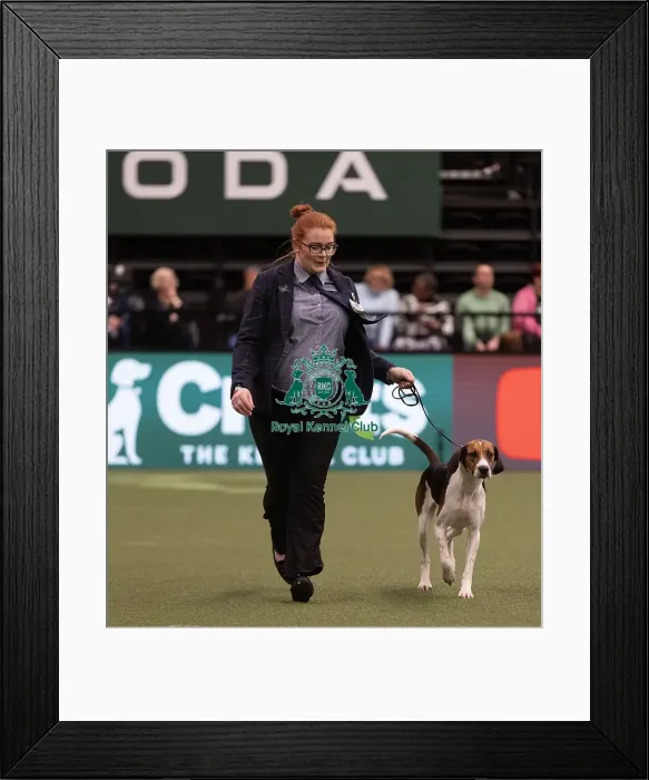 Framed Print : D-C-D-0-1-9-0 Crufts 2024 NEC Birmingham Hound Framed Print : D-C-D-0-1-9-0 Crufts 2024 NEC Birmingham Hound