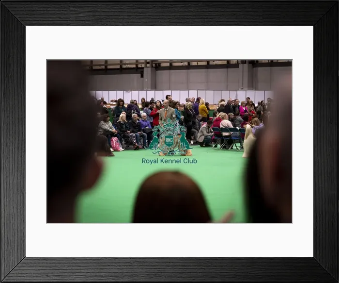 Framed Print : D-C-D-0-1-9-0 Crufts 2024 NEC Birmingham Day 4 Framed Print : D-C-D-0-1-9-0 Crufts 2024 NEC Birmingham Day 4