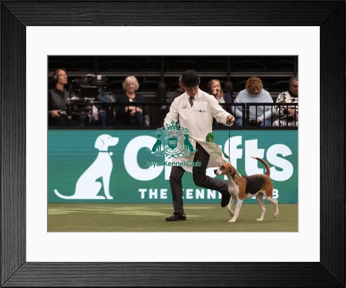 Framed Print : D-C-D-0-1-9-0 Crufts 2024 NEC Birmingham Hound