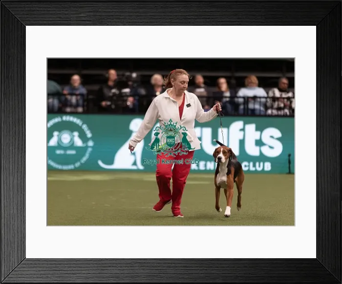 Framed Print : D-C-D-0-1-9-0 Crufts 2024 NEC Birmingham Hound Framed Print : D-C-D-0-1-9-0 Crufts 2024 NEC Birmingham Hound