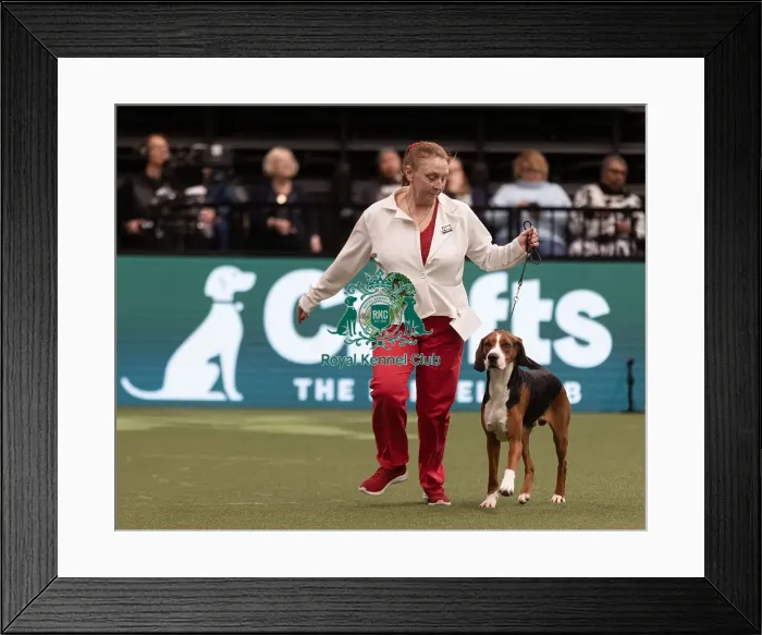 Framed Print : D-C-D-0-1-9-0 Crufts 2024 NEC Birmingham Hound Framed Print : D-C-D-0-1-9-0 Crufts 2024 NEC Birmingham Hound