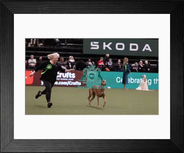 Framed Print : D-C-D-0-1-9-0 Crufts 2024 NEC Birmingham Hound