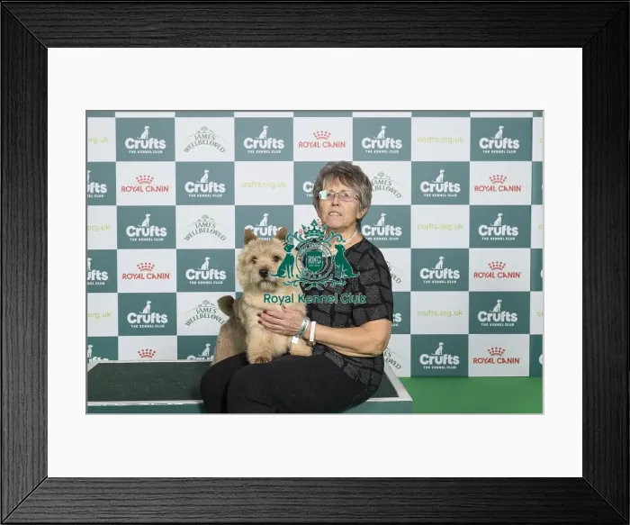 Framed Print : D-C-D-0-1-9-0 Crufts 2024 NEC Birmingham Terrier