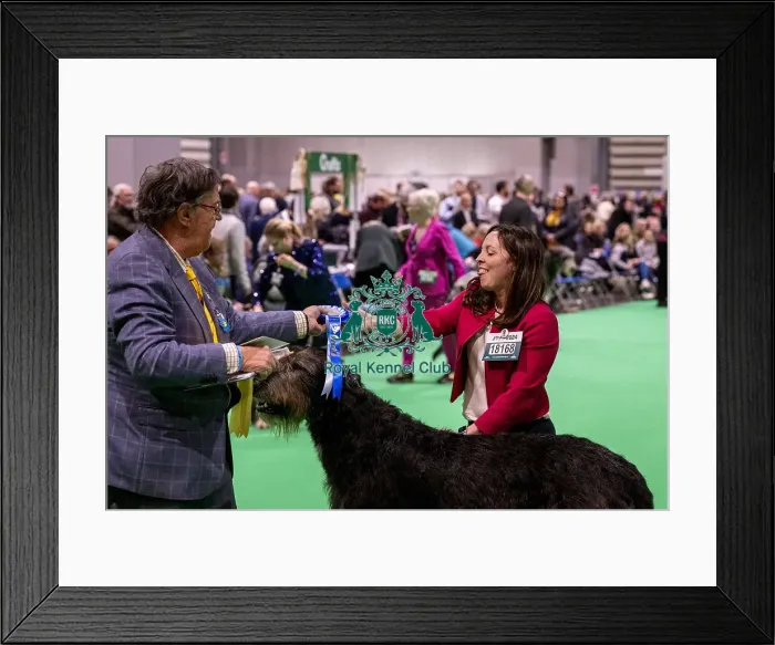 Framed Print : D-C-D-0-1-9-0 Crufts 2024 NEC Birmingham Day 4 Framed Print : D-C-D-0-1-9-0 Crufts 2024 NEC Birmingham Day 4