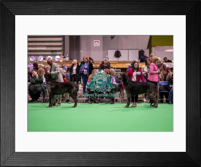 Framed Print : D-C-D-0-1-9-0 Crufts 2024 NEC Birmingham Day 4 Framed Print : D-C-D-0-1-9-0 Crufts 2024 NEC Birmingham Day 4