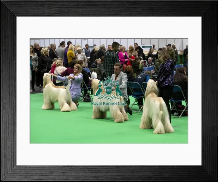 Framed Print : D-C-D-0-1-9-0 Crufts 2024 NEC Birmingham Day 4