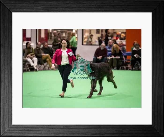 Framed Print : D-C-D-0-1-9-0 Crufts 2024 NEC Birmingham Day 4 Framed Print : D-C-D-0-1-9-0 Crufts 2024 NEC Birmingham Day 4