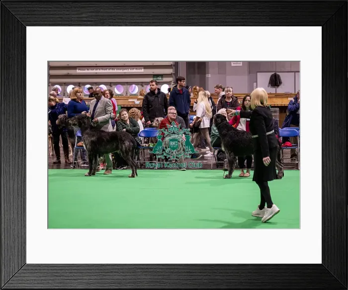 Framed Print : D-C-D-0-1-9-0 Crufts 2024 NEC Birmingham Day 4 Framed Print : D-C-D-0-1-9-0 Crufts 2024 NEC Birmingham Day 4