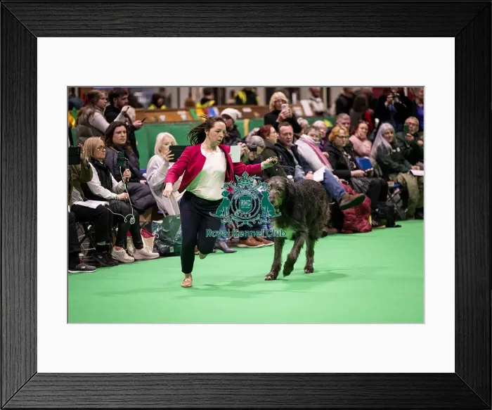 Framed Print : D-C-D-0-1-9-0 Crufts 2024 NEC Birmingham Day 4 Framed Print : D-C-D-0-1-9-0 Crufts 2024 NEC Birmingham Day 4