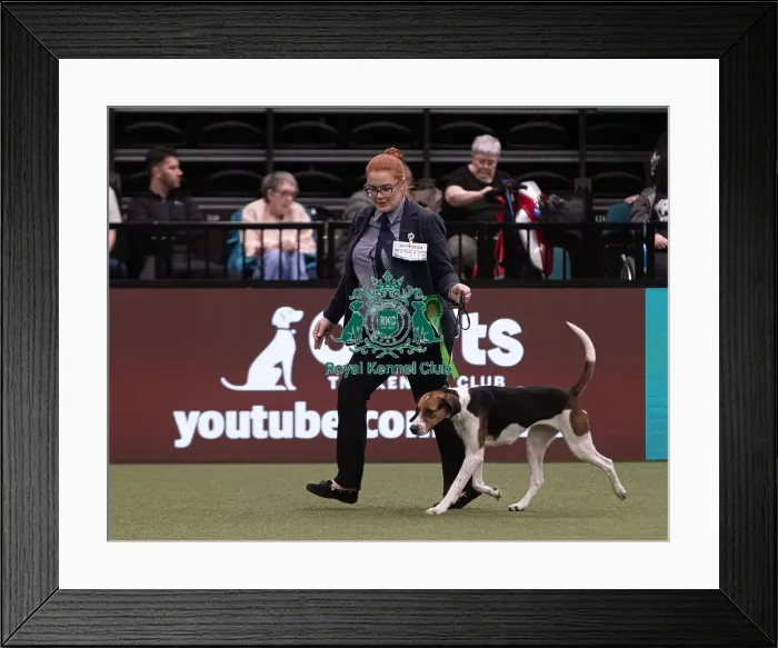 Framed Print : D-C-D-0-1-9-0 Crufts 2024 NEC Birmingham Hound Framed Print : D-C-D-0-1-9-0 Crufts 2024 NEC Birmingham Hound